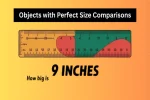 9 Inches Compared To A Human Size