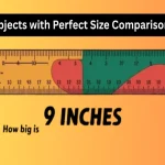 9 Inches Compared To A Human Size